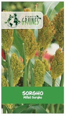 50 Graines de Sorgho - Céréale Ancien et Fourragère - Adaptée à la Sécheresse engrais vert - utilisés dans les bouquets frais ou séchés