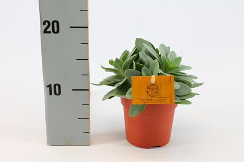 Senecio cephalophorus - 15cm - Ø10.5cm - Planta de interior - Hojas perennes
