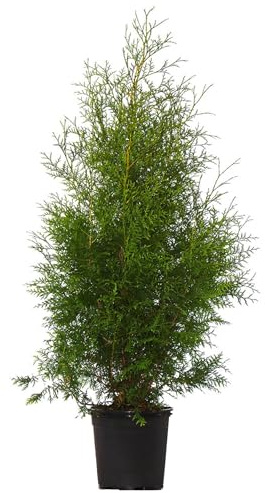 Dehner Thuja Lebensbaum Brabant, für 4-5 Meter Hecke, ca. 125-150 cm exkl. Pflanztopf, 12 x 10 l Topf, Heckenpflanze