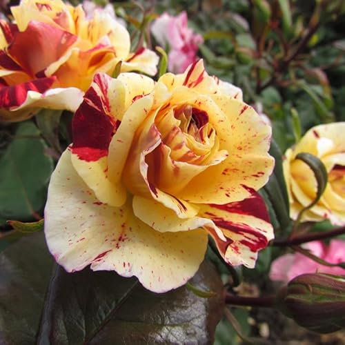 Ooh La La - 5.5lt Potted Floribunda Garden Rose Bush - Stunning Red/Yellow Striped Blooms, Repeat Flowering, Superb Disease Resistance