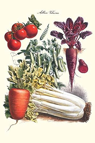 Vegetables Carrot Beet Tomato & Celery Illustration from a famous French seed catalog and the vegetables that can be grown Poster Print by Philippe-Victoire Lev?que de Vilmorin (24 x 36)