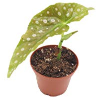 Begonia Maculata - 3'' from California Tropicals