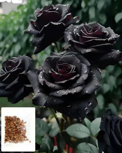200+ Roses noires rares à planter à la maison, dans le jardin, variétés anciennes, sans OGM