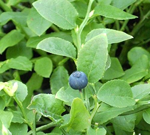 Vaccinium myrtillus - Heimische Blaubeere - Wilde Blaubeere