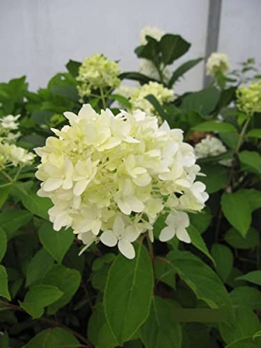 Hydrangea paniculata Skyfall ® - Rispenhortensie Skyfall ® - 60-80cm