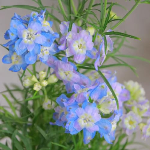 rittersporn, delphinium blumenwiese mehrjährig, herbst deko wohnzimmer gartendeko 50samen