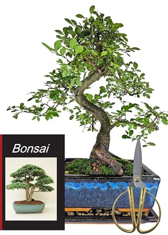 Genki-Bonsai Ulme Starterset 30-40 cm mit Schere, Buch & Untersetzer | Chinesische Ulme, 10-12 Jahre alt, robustes Bonsai Komplettset für Einsteiger und Bonsai-Liebhaber