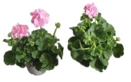 Set 2 Geranios Rosa - DECOALIVE - Geranios Flores Rosa - Pack 2 Unidades