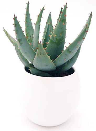 POWERS TO FLOWERS - ALOE ROBUSTA LUNA, IN VASO CERAMICA BIANCO SFERICO, Vaso 12cm, Pianta vera
