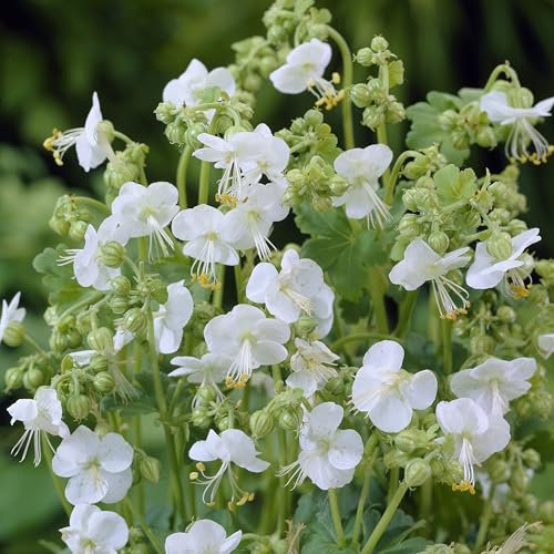 Plant Theory 9cm Pot Geranium Macrorrhizum White-Ness Mayflower Perennial