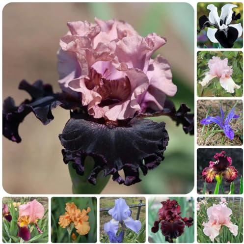 iris - de balcón, decorativas en maceta jardín regalos primavera resistentes jardín y balcón, cubresuelos, resistentes, perennes 10bulbos