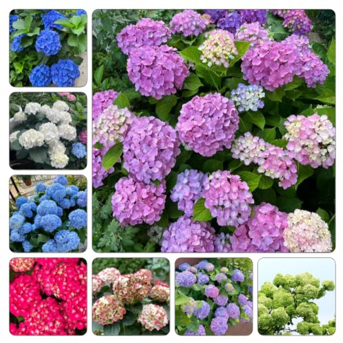 Semillas de hortensia resistentes en jardín interior decoración 55pcs