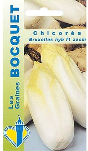 Sachet de graines de Chicorée Witloof HYB F1 Zoom - 4 g - légume feuille - LES GRAINES BOCQUET