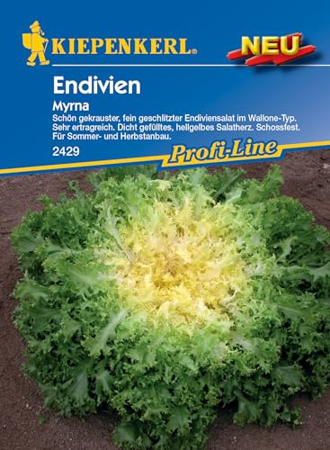 Kiepenkerl Profi-Line Endiviensamen Myrna 2429 - schön gekrauster, fein geschlitzter Endiviensalat - sehr ertragreich - Salatsamen, Saatgut