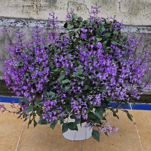 Semi di lavanda resistenti - balcone giardino, biologiche perenni 1500pcs