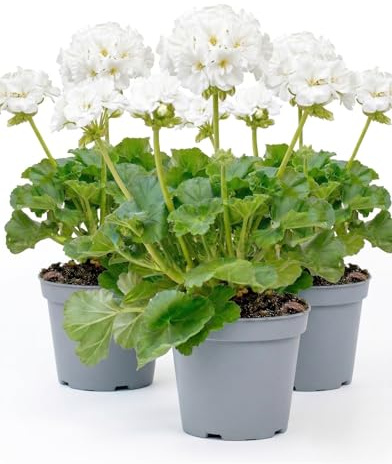 Geranio Zonale Bianco in Vaso | Set 3 Piante Fiorite | Ideale per Balconi, Terrazzi e Giardini | Fioritura Primaverile ed Estiva | Pianta Ornamentale Facile da Coltivare | Fiori Resistenti Decorativi
