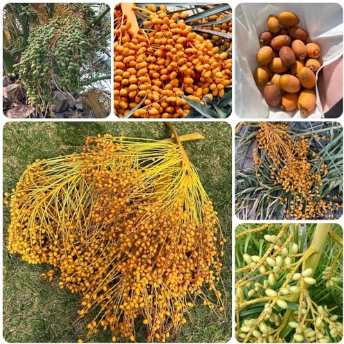 Dattelpalme - dactylifera - winterharte balkonpflanzen kaufen baumsamen bio garten grünpflanzen 35Samen