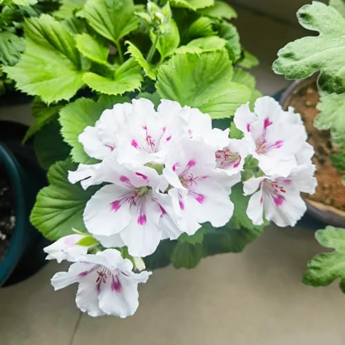 Geranien Samen、 garten pflanzen、wohnzimmer deko blumensamen geschenk、pflanzen für draußen deko garten、schnell wachsender winterharte pflanzen für garten、SchöNe Topfpflanze samen 250pcs