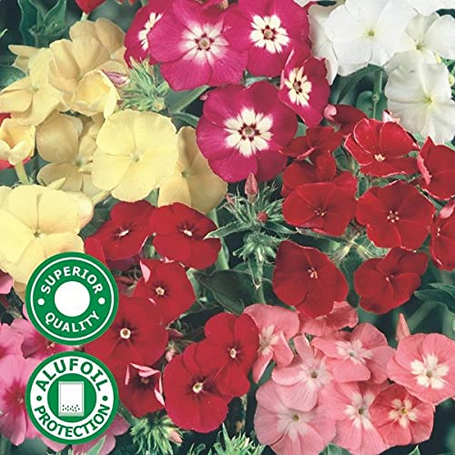 Phlox Hook Phlox Drummondii 50 Half Annual Seeds :Seeds only