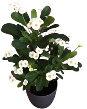 Corona de Cristo Blanca Natural Planta Resistente y Ornamental