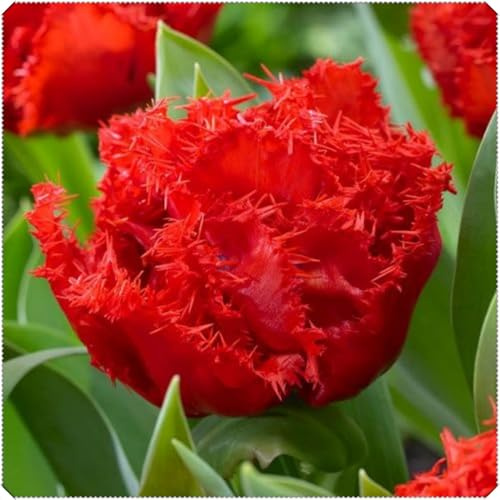Winterharte Mehrjährige Tulpen rhizome – Herbstpflanzung, langblühend, innen & außen geeignet, Gedeihen in Töpfen-6 rhizome-B