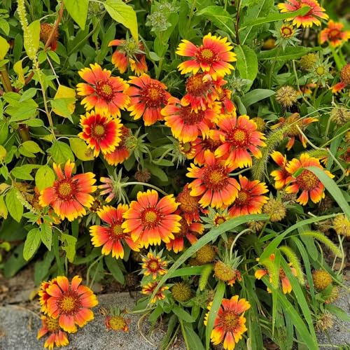 Kokardenblume, GaillardiaSamen, wiesenblumen mehrjährig winterhart Gaillardia pulchella, bio winterharte balkonpflanzen 50Samen