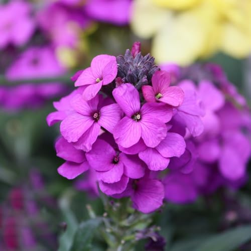 lacca dorata - Erysimum cheiri reale semi di perenne selvatici di balcone perenne resistente estate semi biologici decorazione 500pcs