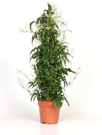 Jazmín Chino Natural Planta Trepadora Aromática Perfecta para Decorar tu Terraza