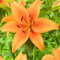 Bulbi Di Giglio-Lilium Bulbi Giganti,Giglio Bulbi Asiatico,Giglio Bulbi,Piantagione Di Bonsai-8bulbi-e