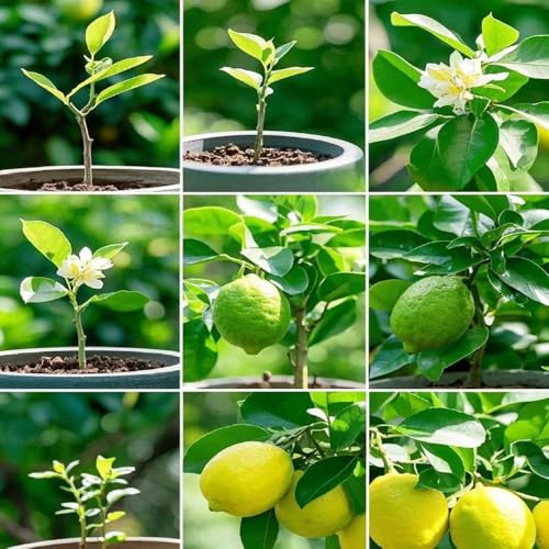 zitronenbaum winterharte stauden mehrjährig indoor garten obstbäume zitrone zimmerpflanze pflanztopf büropflanzen zimmerpflanzen balkonpflanzen winterhart obstbaum balkon hochbeet 250samen
