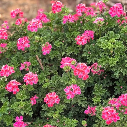 gerani profumati, da appartamento semi di decorative rare geranio limone da giardino, giardino medicinali sostenibili decorazioni per il 100semi