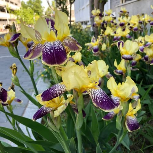 Bulbi di iris, iris, bulbosi rari balcone serra da balcone giardino bulbo di arredamento del soggiorno tappezzante e resistente 6pcs