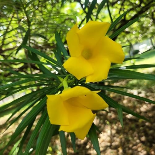 12 piezas semillas de adelfa - balcón jardín de jardín resistentes, al invierno para el en resistentes,