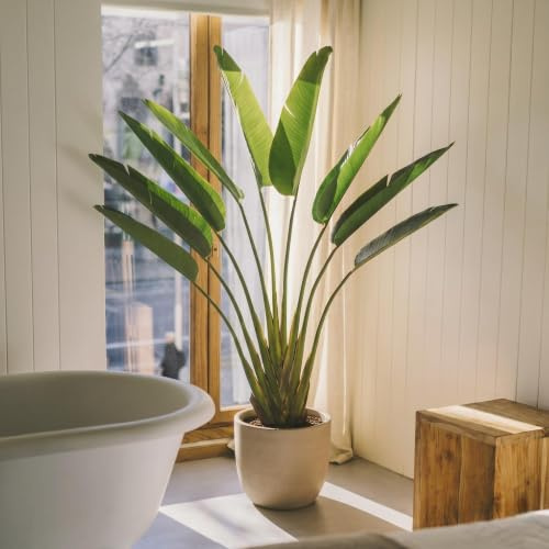 Blaine - Piante Finte da Interno Strelitzia 230 cm | Aspetto Iperrealistico per la Decorazione della Camera degli Interni e dell'Ufficio Senza Manutenzione