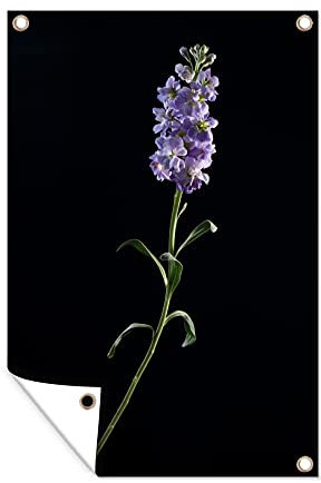 MuchoWow Outdoor-Poster Poster Wanddeko draußen Deko Garten Gartenposter 60x90 cm Ein Veilchen auf schwarzem Hintergrund