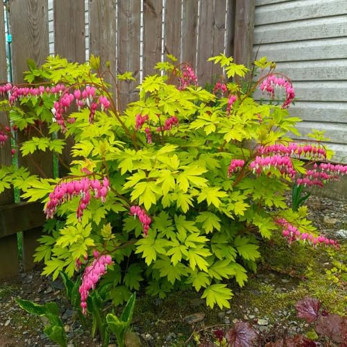 tränendes herz - garden stauden winterhart mehrjährig pflanzenkübel gartenpflanzen pflanzensamen schattenpflanzen winterhart, balkon garten blumenwiese schnittblumen 300samen
