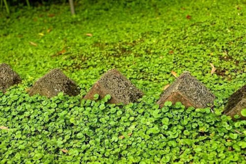 Dichondra repens - Dichondra rampant 300 Graines - plante vivace, couvre-sol