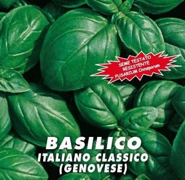 Semillas albahaca genovese italiana, resistente a fusarium oxnsporum