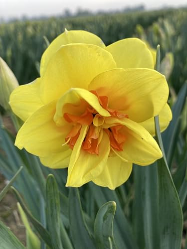20 Daffodil Bulbs 'Tahiti' Ready to Plant (Free UK Postage)