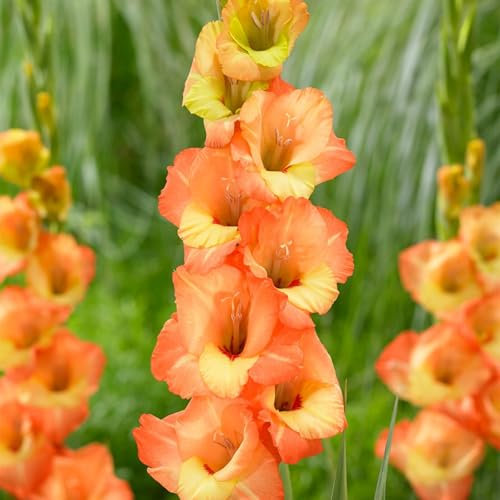 Gladiolus Bulbs-Gladiolus Flowers Gladiolus Plans,Plant Bulbs,Wedding Flowers,Hardy Perennial,Garden Flowers-3bulbs-b