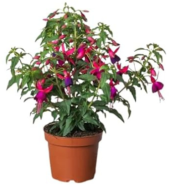 Fuchsia Natural la Planta que Te Ayudará a Crear un Oasis de Tranquilidad y Belleza