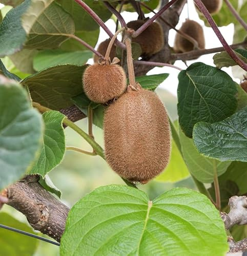 Kiwi Super Jumbo 60-80cm - Actinidia arguta - lebende Gartenpflanze aus den Baumschulen