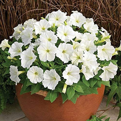 Ultrey Seed House - 100 Pieces Hanging Petunia Flower Seeds Flower Sea Bonsai Petunia Seeds Garden Plants Flowers Perennial Winterhardy Shine Your Garden