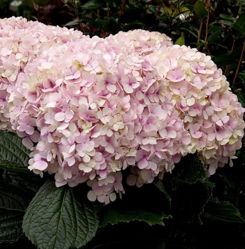 Ballhortensie Candybell Sorbet 40-60cm - Hydrangea arborescens - lebende Gartenpflanze aus den Baumschulen