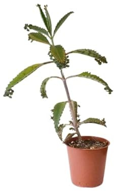 Kalanchoe Daigremontiana Planta Energizante: Energiza tu Vida con esta Planta Viva y Natural