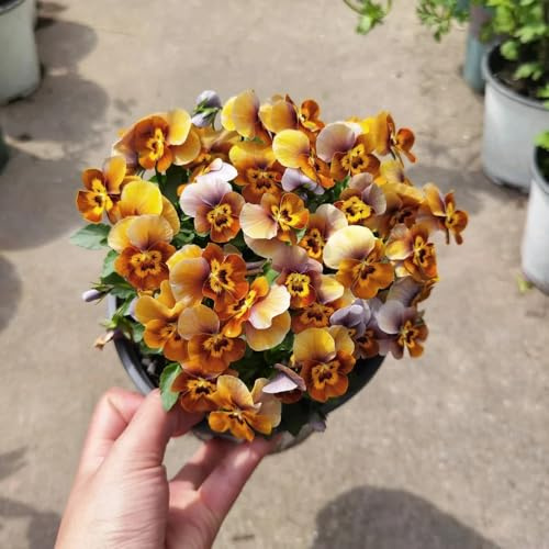 stiefmütterchen - blumendeko dekopflanzen gartenkräuter bodendecker winterhart mehrjährig wildblumensamen zimmerbonsai bonsai wildblumen balkonblumen mehrjährige stauden winterhart 500samen