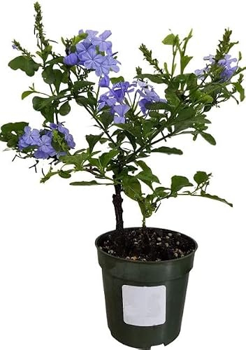 Árbol Arbustivo Natural Plumbago o Celestina - Fácil de Cuidar