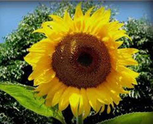 TOURNESOL, GIGANTESQUE DE RUSSIE, 500 graines BIO NOUVELLEMENT RÉCOLTÉES, 7-10 pieds de haut