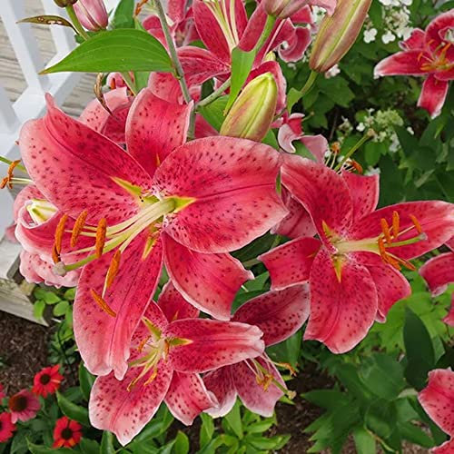 2 x Lilium Oriental Red –Spring Flowering Bulbs - Perennial – Enchanting Fragrance – Long-Lasting Blooms for Cut Flowers – for Your Beautiful Garden