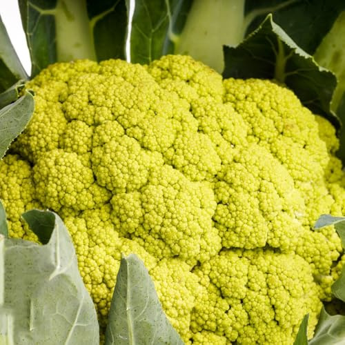 semillas de coliflor - orgánicas resistentes balcones silvestres bancal elevado exóticas 250pcs
